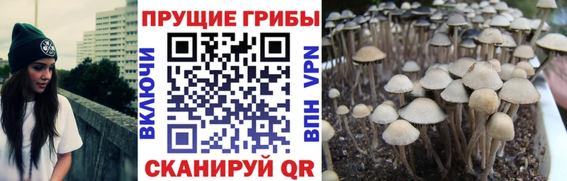 Псилоцибиновые грибы мицелий что такое наркотик Протвино